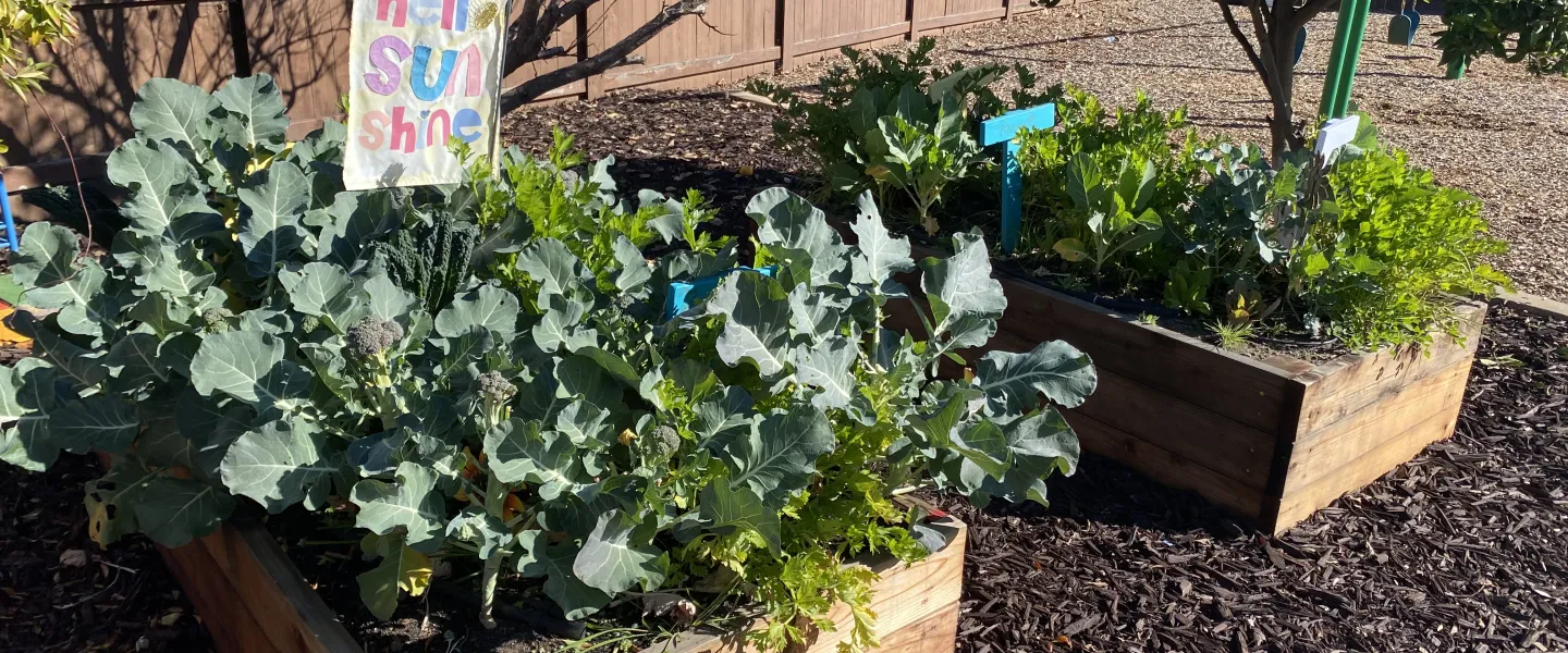 hello_sunshine_planters